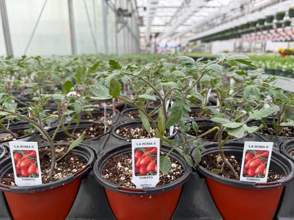 Tomato seedlings in a greenhouse, labeled pots.