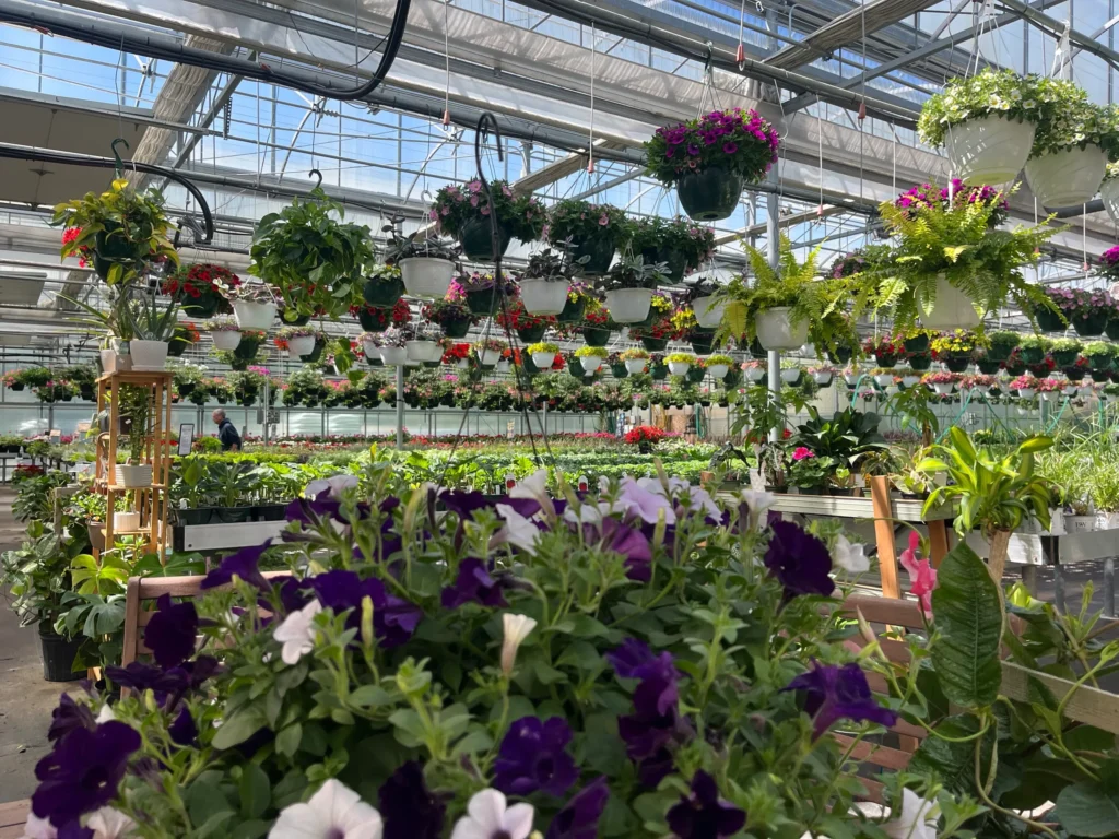 Greenhouse with colorful hanging flower baskets.